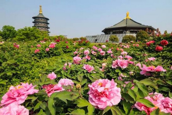 Vì sao hoa mẫu đơn gắn liền với Lạc Dương? Lễ hội mẫu đơn có gì?