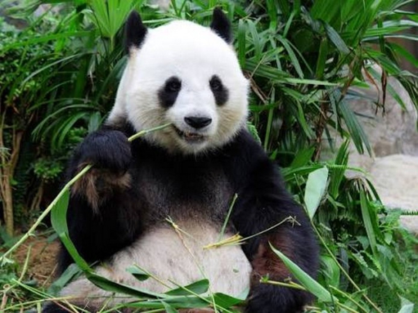 Vì sao gấu trúc là biểu tượng của Thành Đô và Trung Quốc?