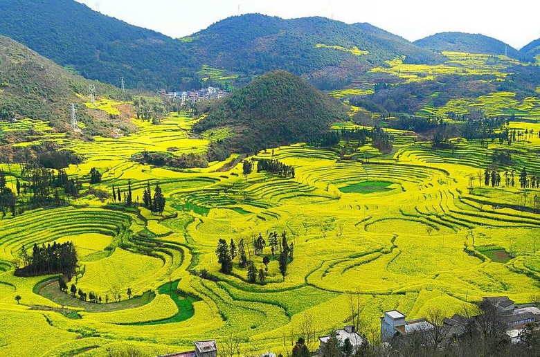 Mùa xuân ở Trung Quốc đi đâu? (hoa anh đào, hoa cải, mùa hoa nở)