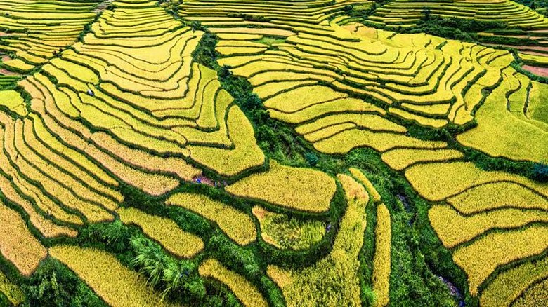 Mùa xuân ở Trung Quốc đi đâu? (hoa anh đào, hoa cải, mùa hoa nở)