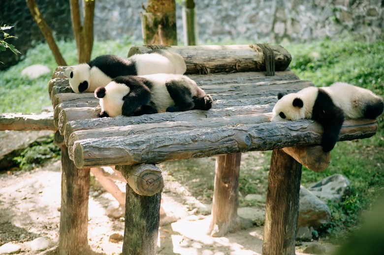 Trung tâm gấu trúc Đô Giang Yển và Thành Đô khác gì nhau?