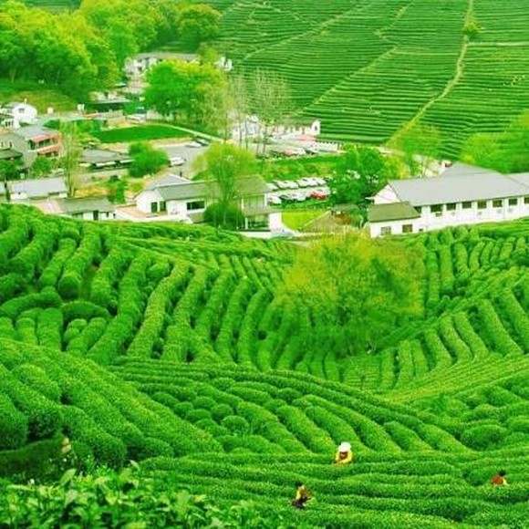 Hàng chè xanh mướt trải dài trên đồi Long Tỉnh