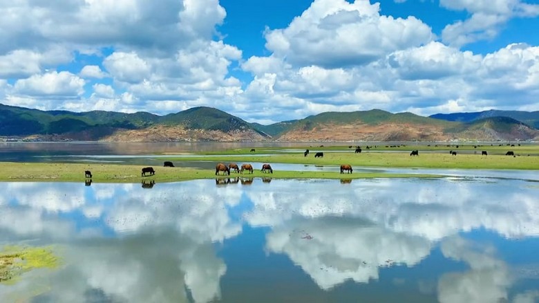  Thảm thực vật đầm lầy ven hồ Napa