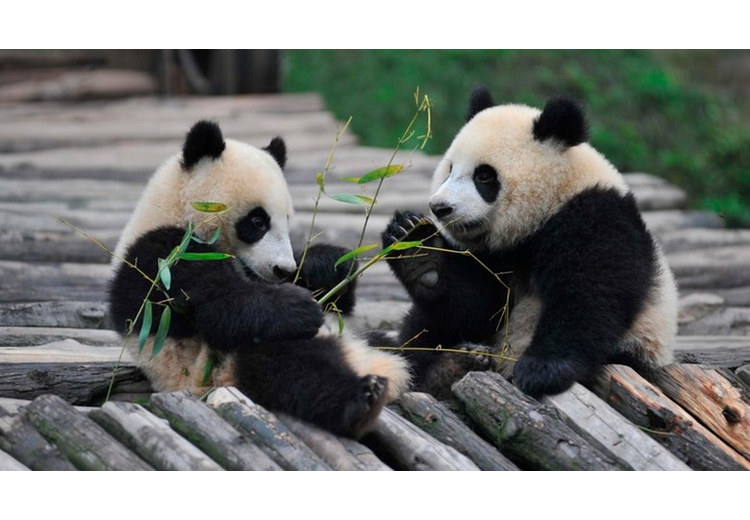Biểu tượng gấu trúc đen trắng gắn với hoạt động bảo tồn thiên nhiên
