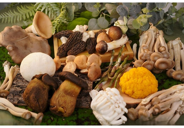 Các loại nấm rừng Vân Nam bày bán tại chợ, gồm nấm gan bò và kiến thủ thanh