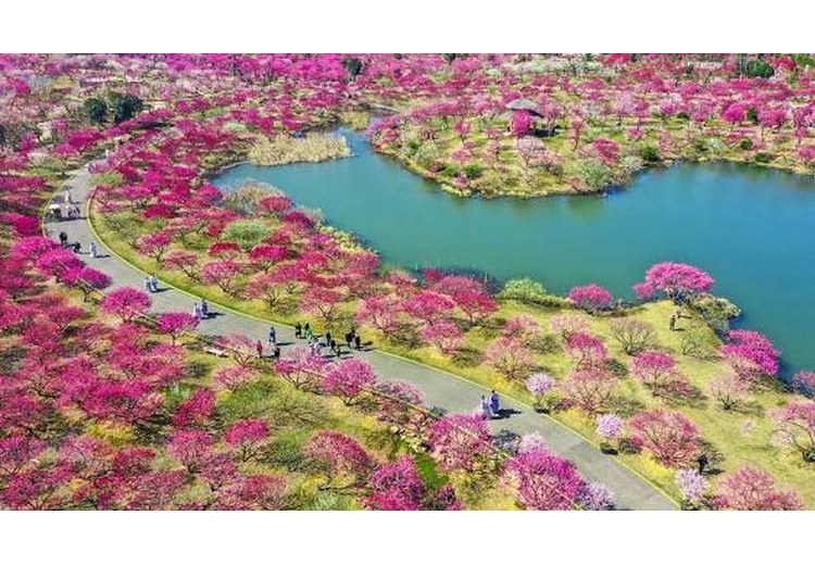 Cánh đồng hoa hồng ăn được ở ngoại ô Côn Minh vào mùa xuân