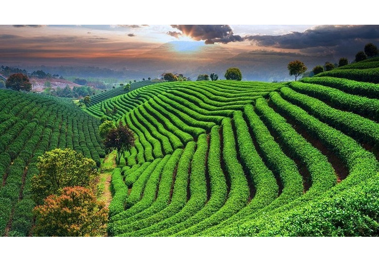 Cơ sở giới thiệu trà Long Tỉnh tại Hàng Châu