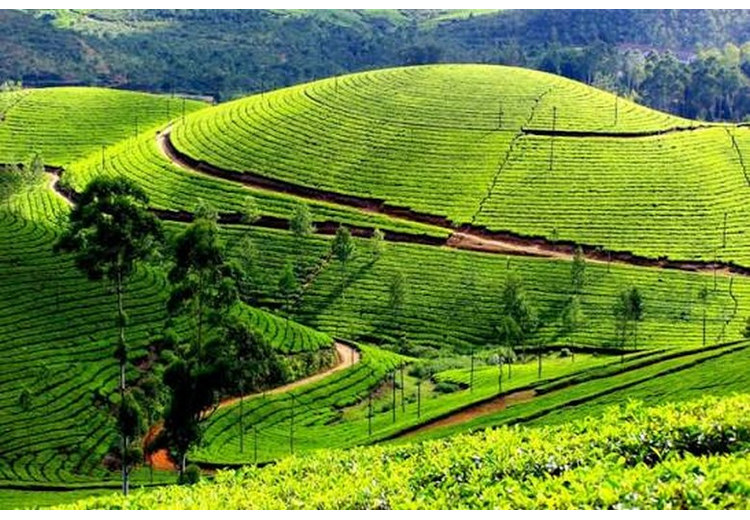 Đồi trà bậc thang xanh mướt vùng trồng trà nổi tiếng