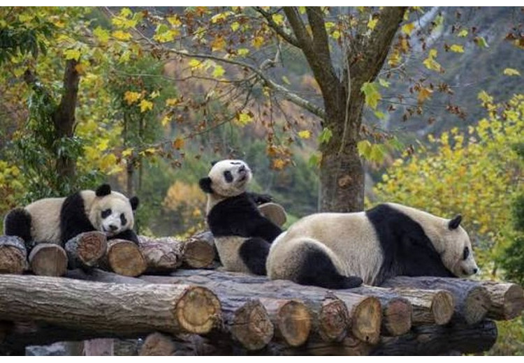 Gấu trúc con tại trung tâm nhân giống Thành Đô