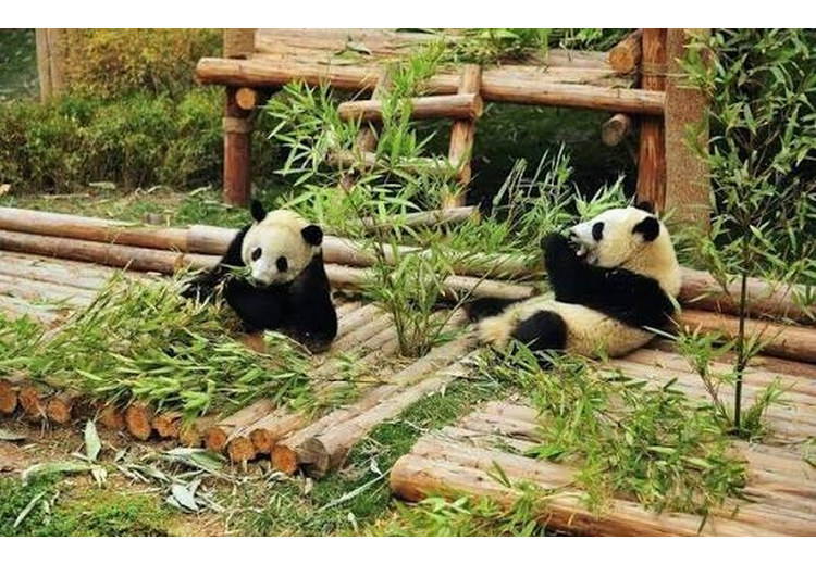 Gấu trúc ở Thành Đô, điểm hợp với gia đình có trẻ nhỏ