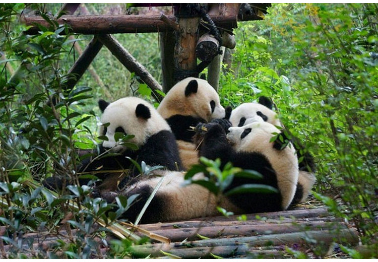 Gấu trúc tại một vườn thú nước ngoài nhận nuôi theo hình thức ngoại giao gấu trúc