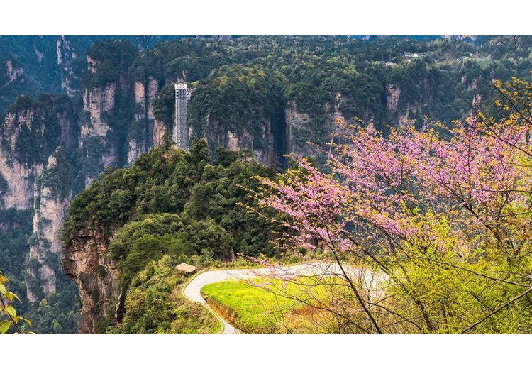 Hoa rừng nở dọc lối đi bộ ở Trương Gia Giới vào tháng 4
