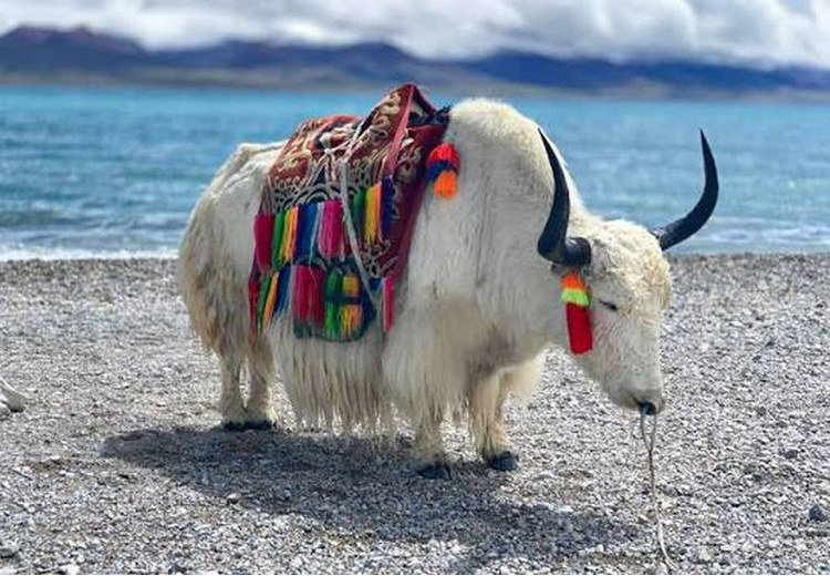 Một gia đình người Tạng chăn bò Yak trên đồng cỏ cao nguyên gần Shangri-La