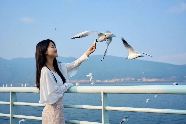 Đàn chim hải âu đầu đen bay lượn trên mặt hồ Thúy Hồ