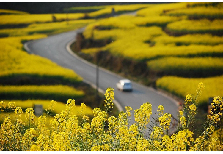 Ruộng hoa cải vàng ở vùng nông thôn Vân Nam vào mùa xuân