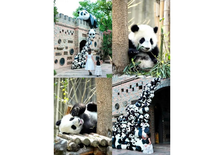 Trẻ nhỏ thích thú xem gấu trúc tại Thành Đô